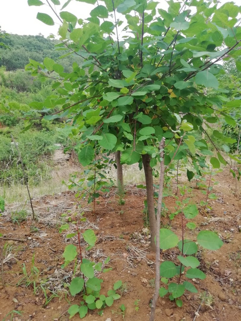 黄栌3到8公分大量有货。品质保证欢迎咨询