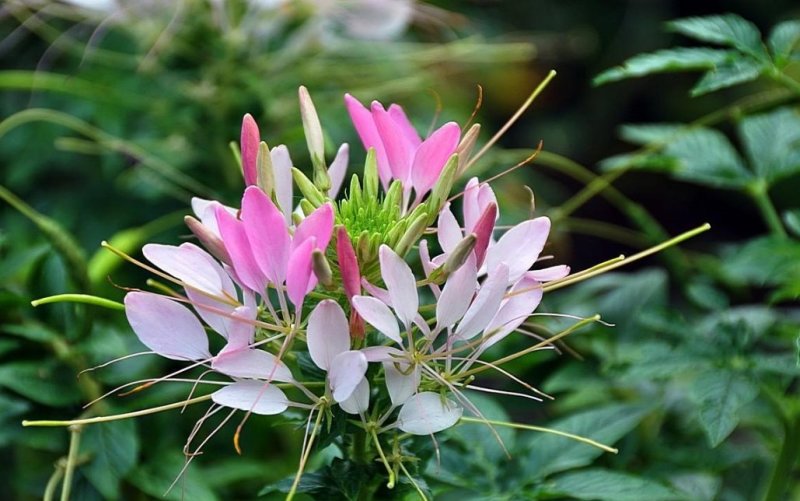 醉蝶花种子易活春播景观园林花海种子易播种庭院种子