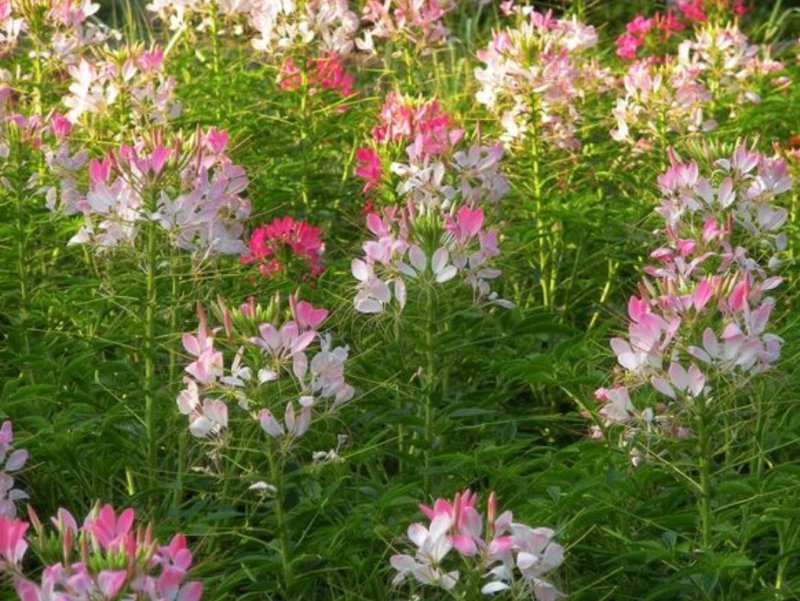 醉蝶花种子易活春播景观园林花海种子易播种庭院种子