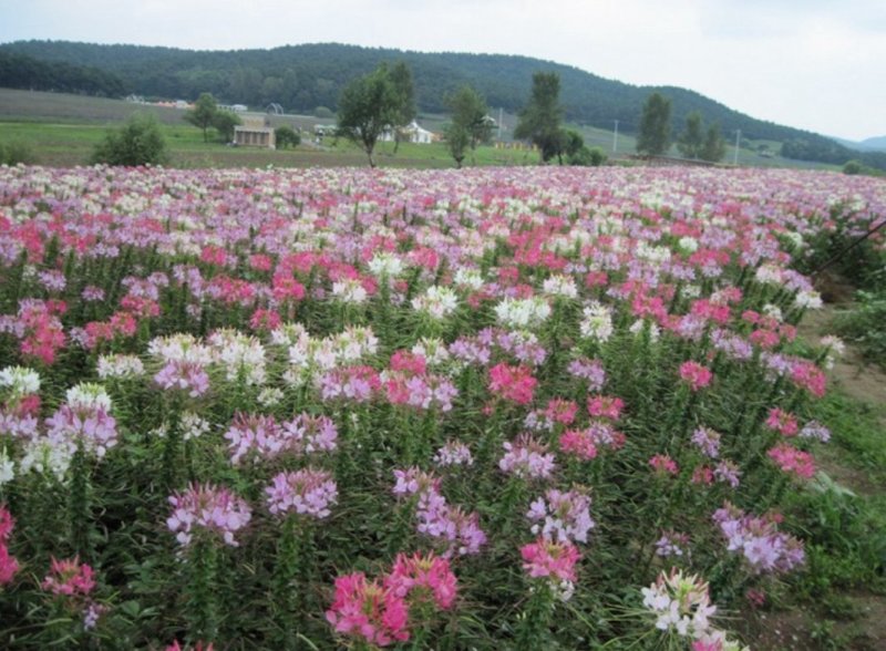 醉蝶花种子易活春播景观园林花海种子易播种庭院种子