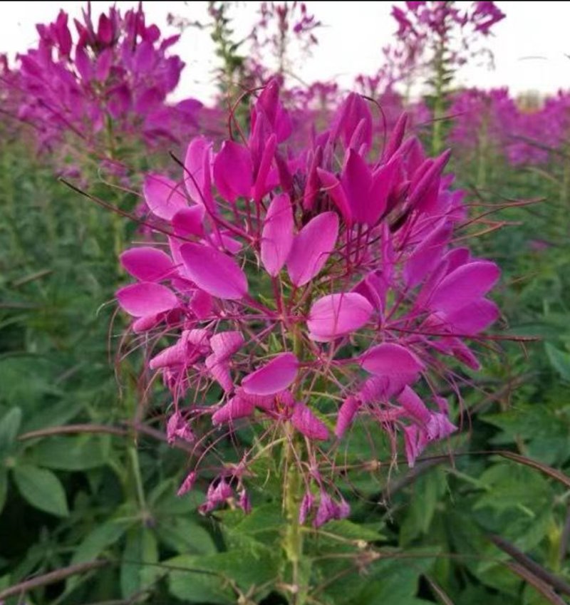 醉蝶花种子易活春播景观园林花海种子易播种庭院种子