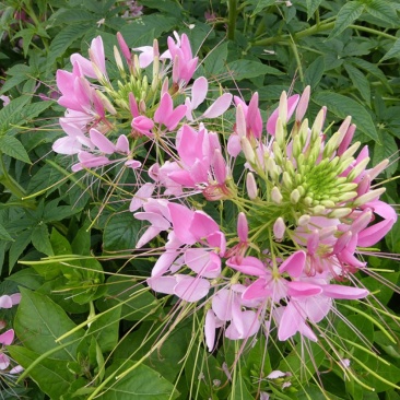 醉蝶花种子易活春播景观园林花海种子易播种庭院种子