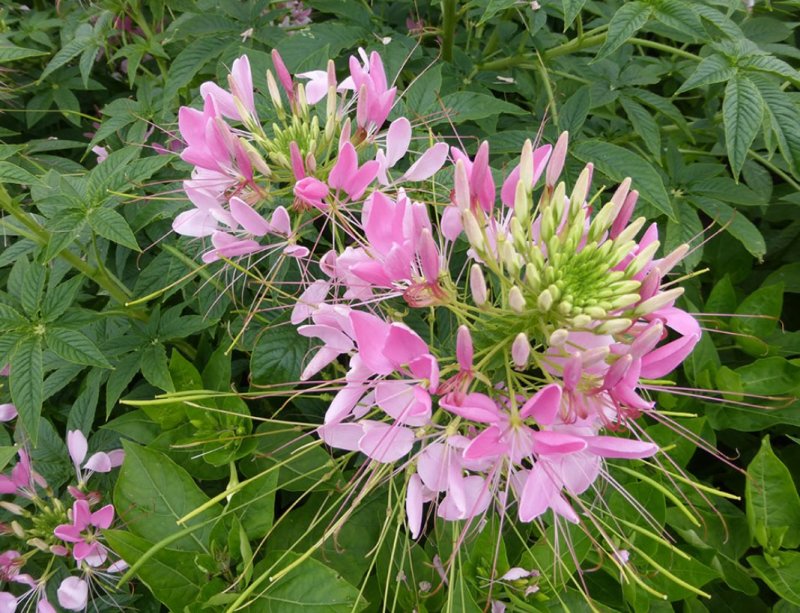 醉蝶花种子易活春播景观园林花海种子易播种庭院种子