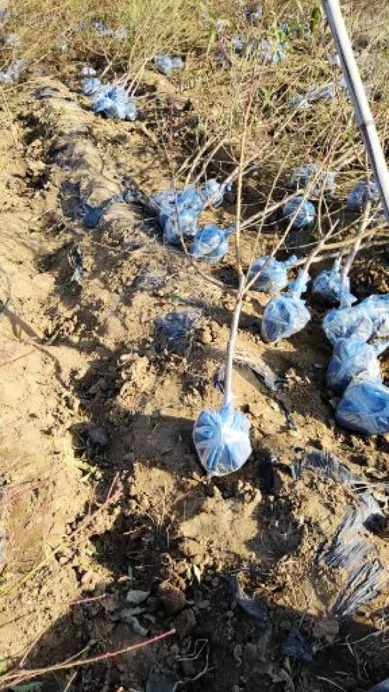 山东桃树苗基地嫁接桃树占木死苗补发量大优惠