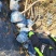 山东桃树苗基地嫁接桃树占木死苗补发量大优惠