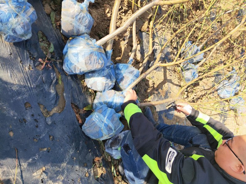 山东桃树苗基地嫁接桃树占木死苗补发量大优惠