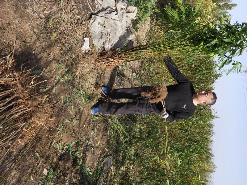 山东桃树苗基地嫁接桃树占木死苗补发量大优惠