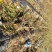 山东桃树苗基地嫁接桃树占木死苗补发量大优惠
