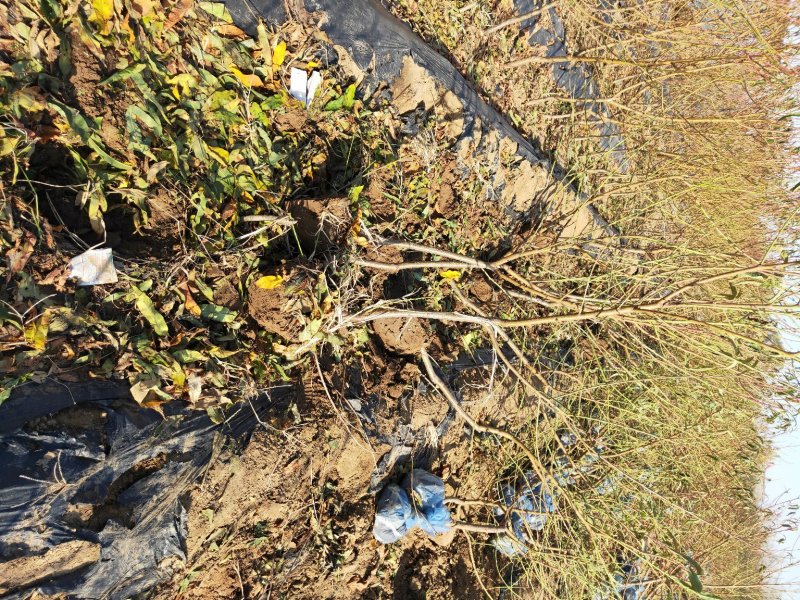 山东桃树苗基地嫁接桃树占木死苗补发量大优惠