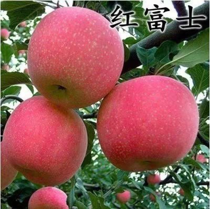 新鲜红富士，脆甜，包邮