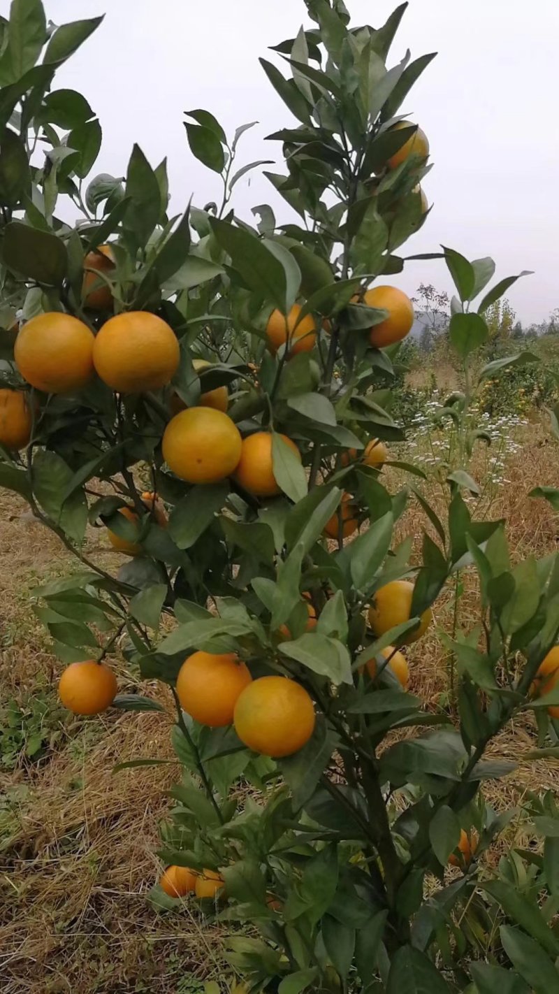 皇帝柑苗，德庆贡柑种苗基地，技术指导，诚信经营，放心购买