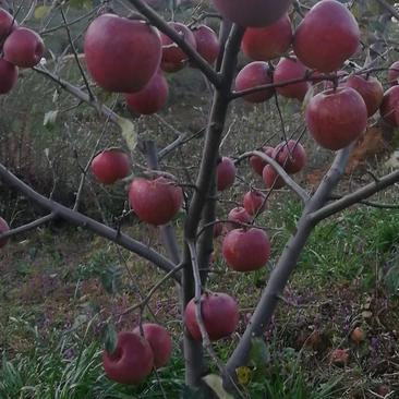 糖心苹果