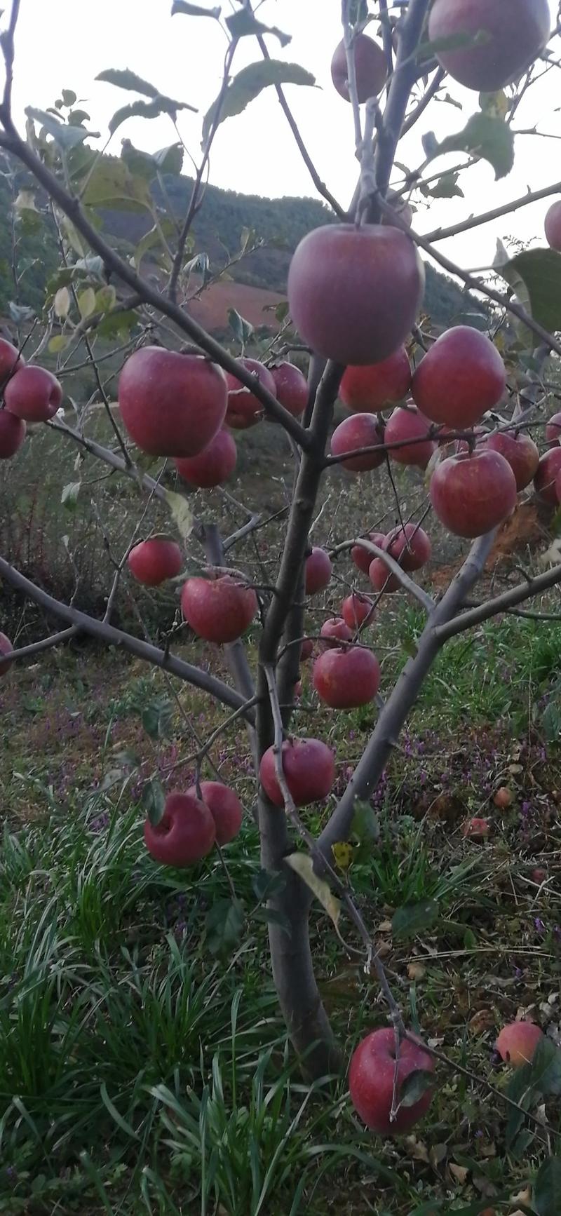 糖心苹果