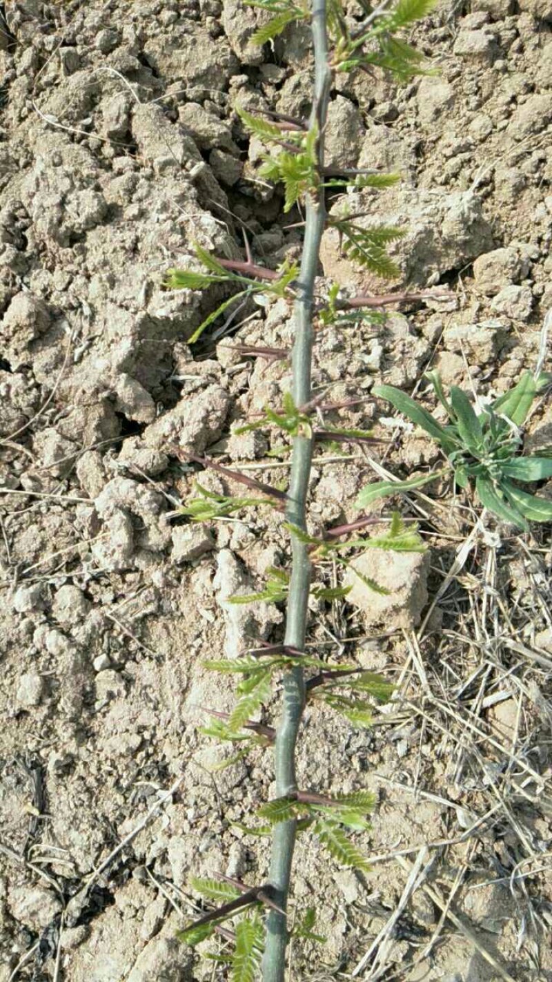 大量供应1-2年生，皂角小苗，大刺皂角苗！