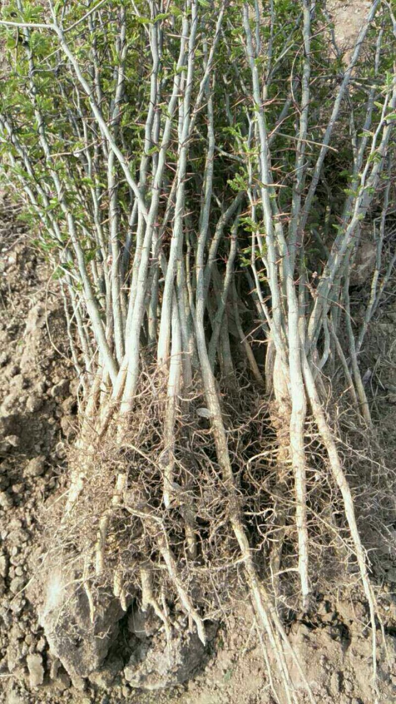 大量供应1-2年生，皂角小苗，大刺皂角苗！