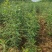 大量供应1-2年生，皂角小苗，大刺皂角苗！