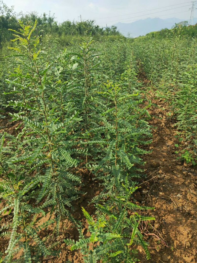 大量供应1-2年生，皂角小苗，大刺皂角苗！