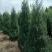3-4米龙柏树，树型一级，绿化常绿树，量大供应！