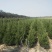 3-4米龙柏树，树型一级，绿化常绿树，量大供应！