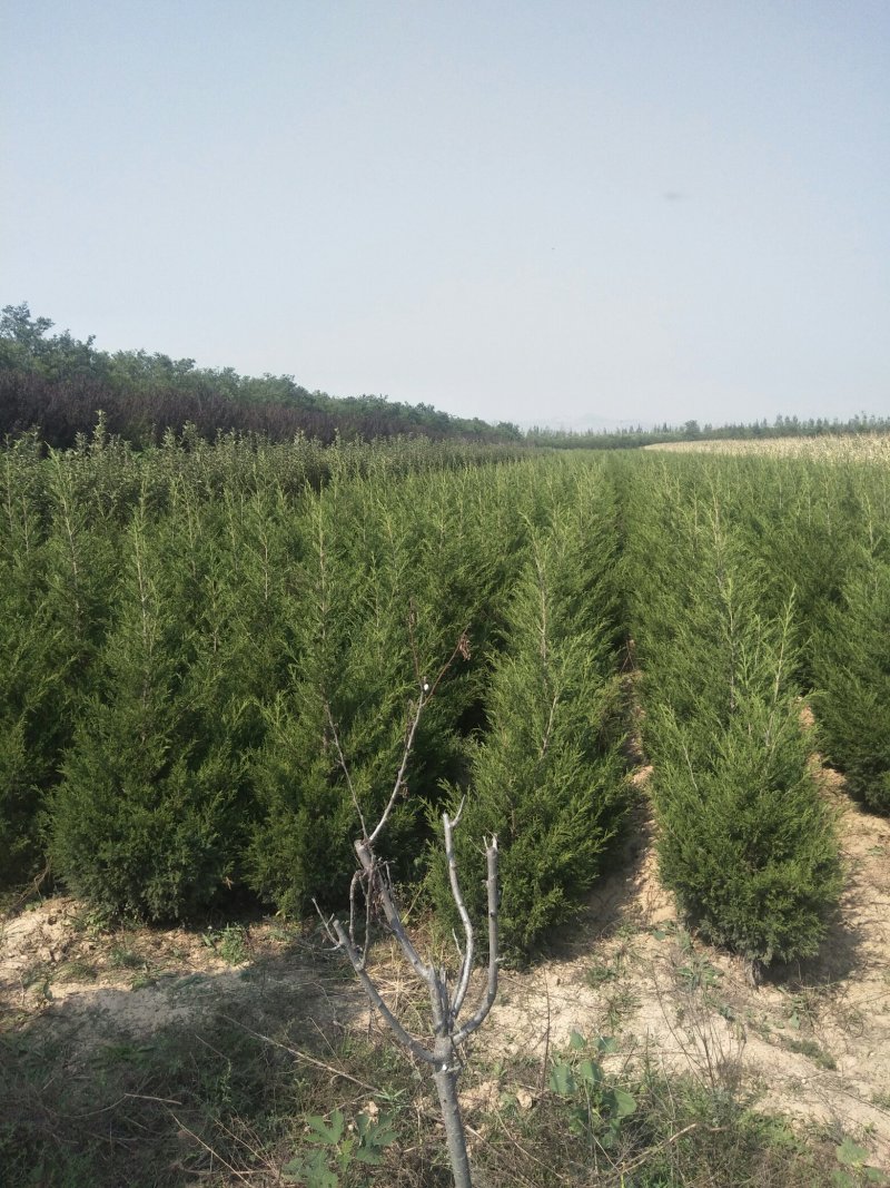 3-4米龙柏树，树型一级，绿化常绿树，量大供应！