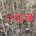 2025年1年生杜梨苗大量供应中，各种规格