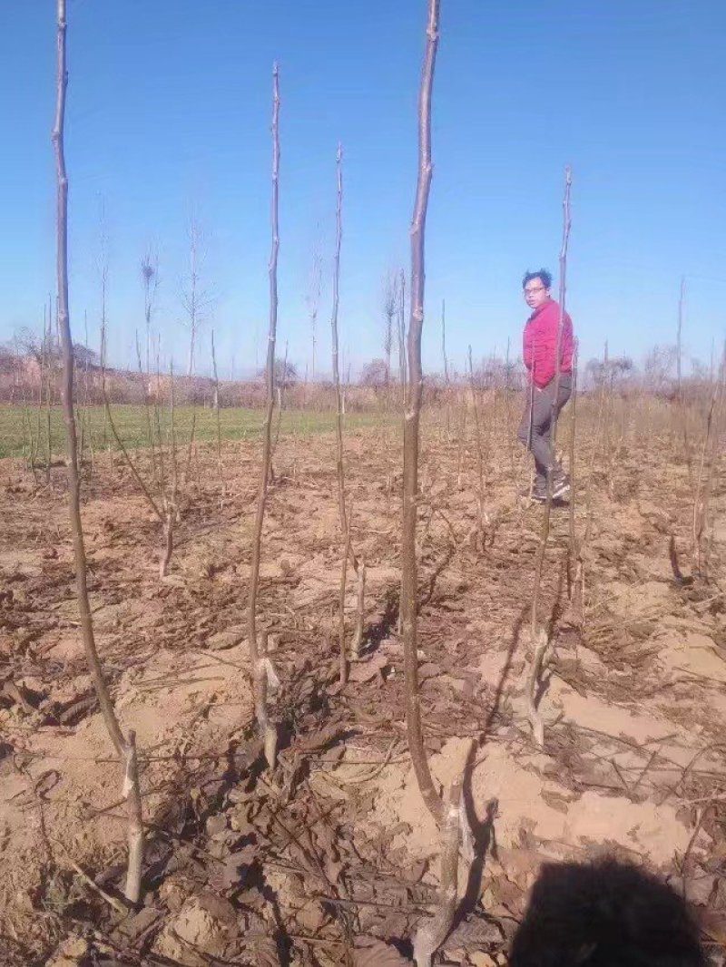 薄皮核桃树清香核桃树，8518核桃树，香岭核桃树。