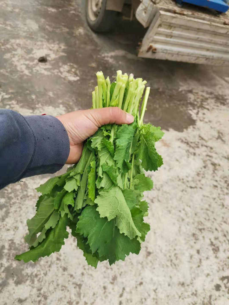 油菜苔，青油菜，长度15厘米以下精品长度20至30厘米。
