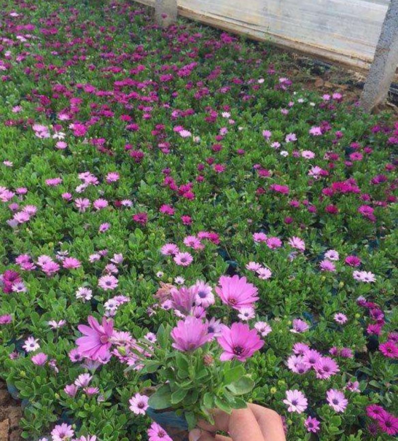 南非万寿菊种子，花期长颜色鲜艳花卉棚栽种子