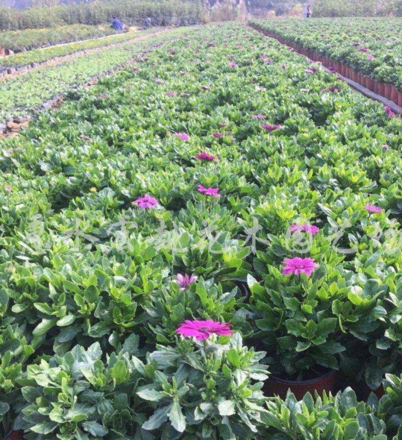 南非万寿菊种子，花期长颜色鲜艳花卉棚栽种子