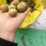 湖北省黄冈市罗田县三里畈镇油茶子