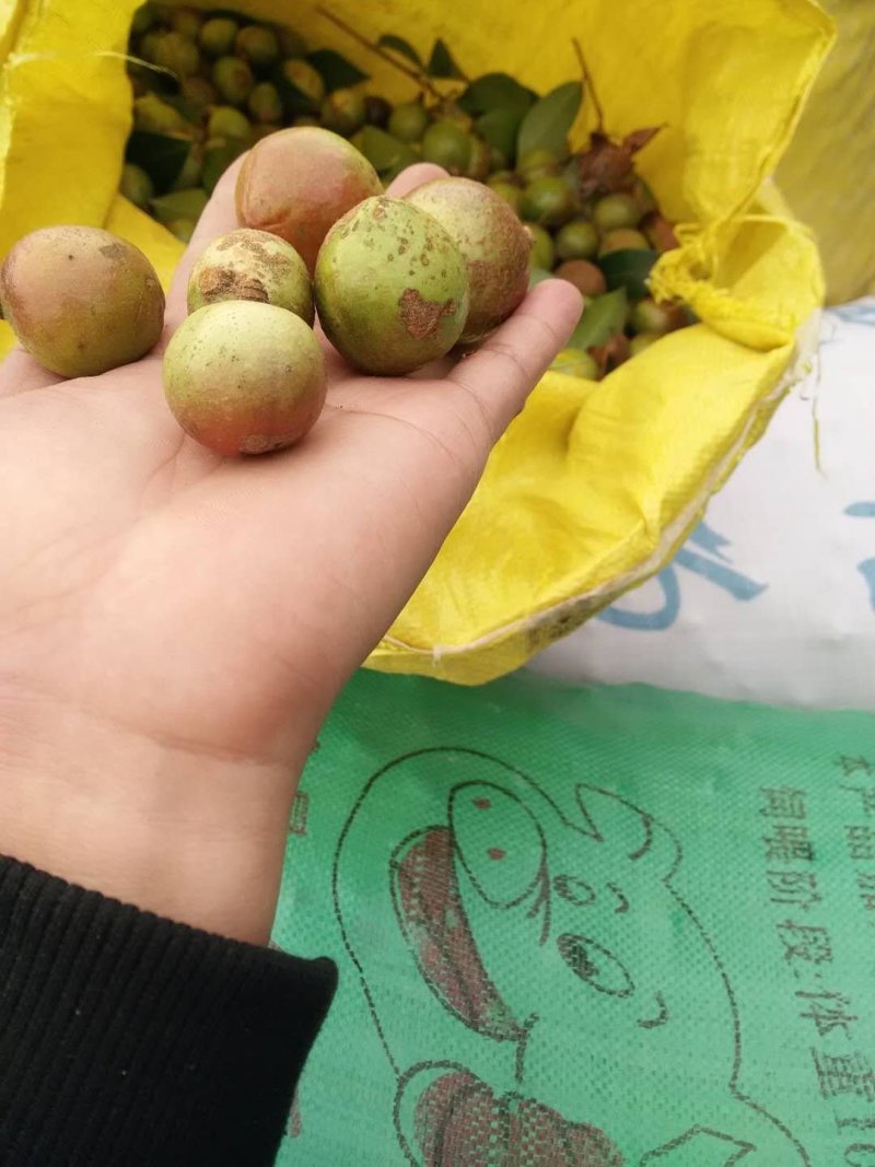 湖北省黄冈市罗田县三里畈镇油茶子