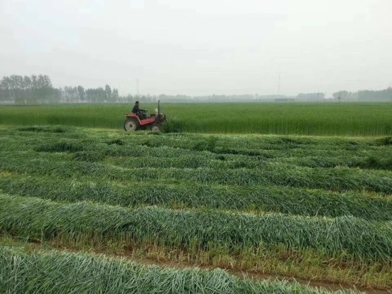 冬牧70黑麦草种子牧草种子高产牧牛羊饲用牧草品种