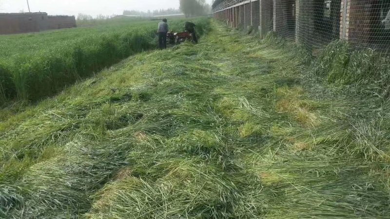 冬牧70黑麦草种子牧草种子高产牧牛羊饲用牧草品种