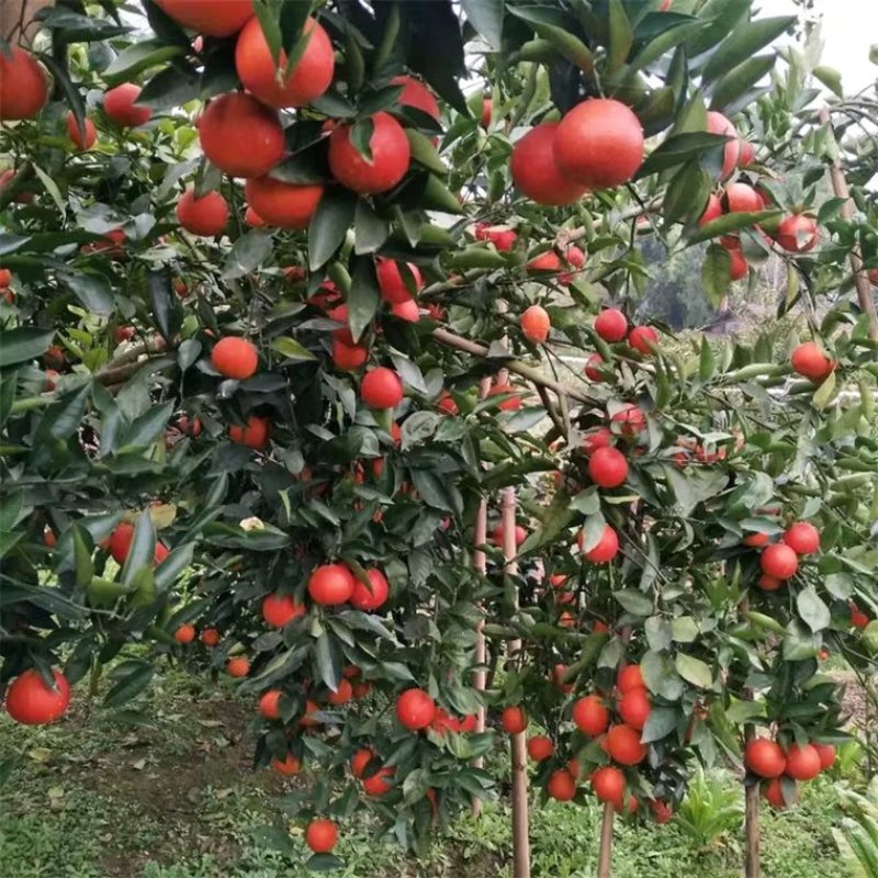 四川血橙，塔罗科血橙，现在已经进入成熟阶段