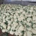 蔬菜，白菜花，花菜，实花，紧花，产区大量上市中