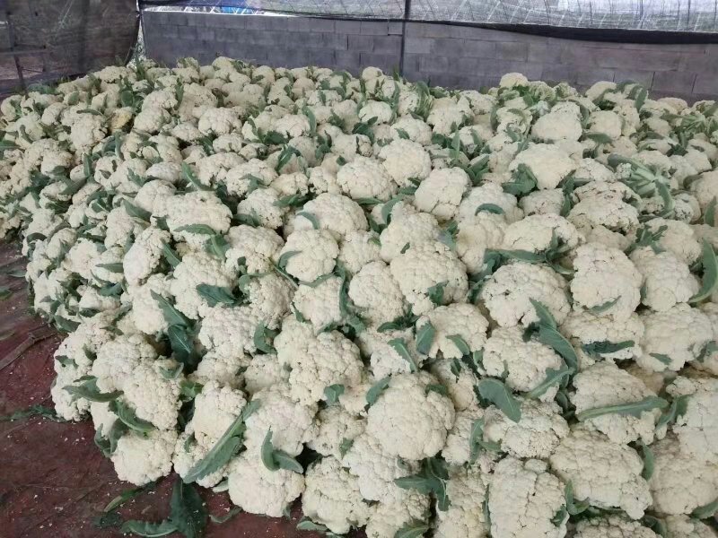 蔬菜，白菜花，花菜，实花，紧花，产区大量上市中