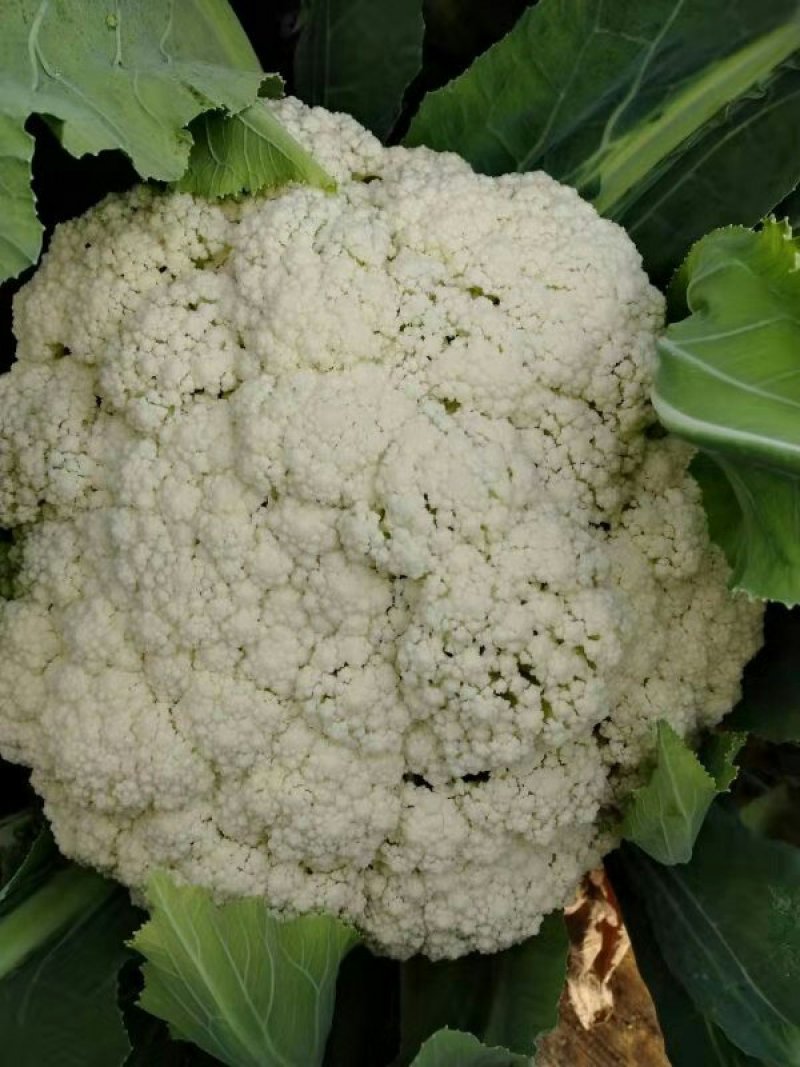 蔬菜，白菜花，花菜，实花，紧花，产区大量上市中