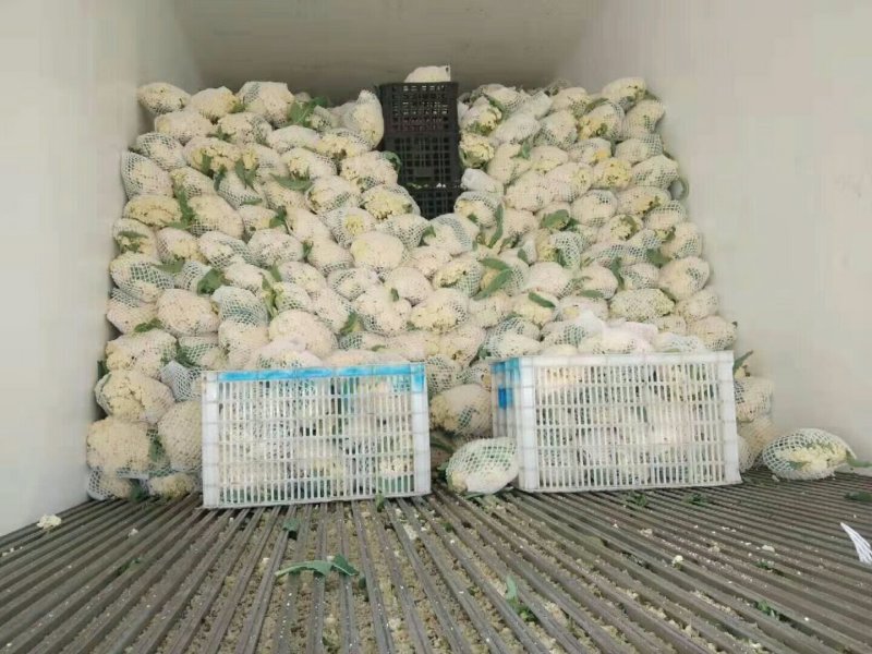 蔬菜，白菜花，花菜，实花，紧花，产区大量上市中