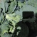 二级精品西兰花品质优良加工厂供基地直发