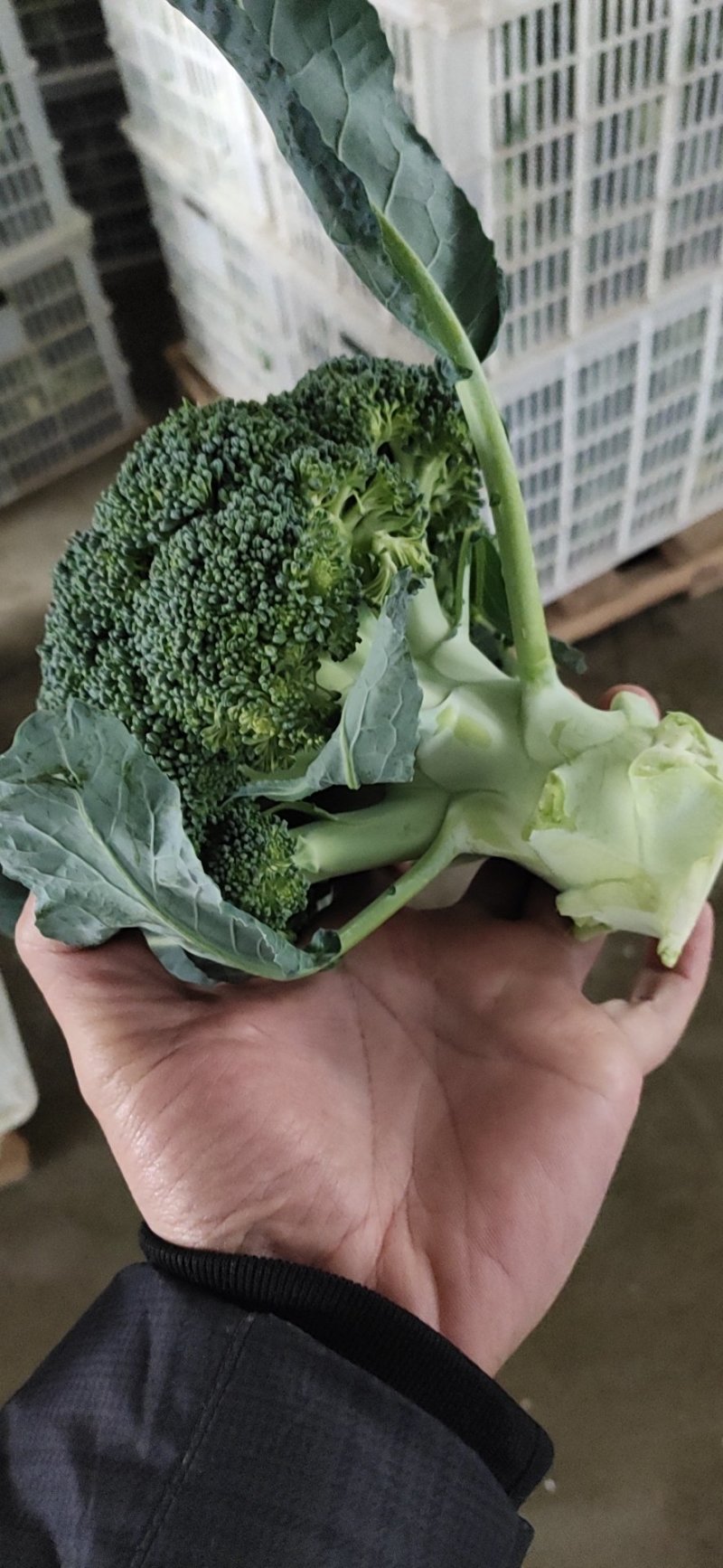二级精品西兰花品质优良加工厂供基地直发