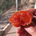 正宗富平柿饼天然着霜