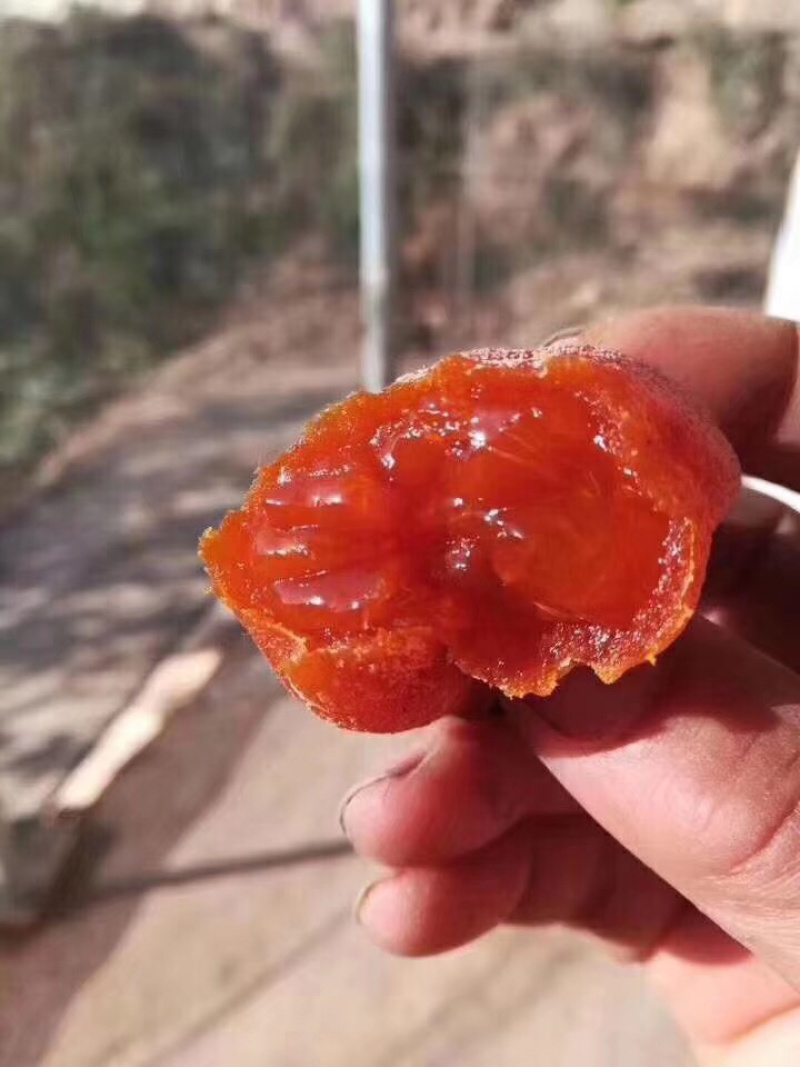 正宗富平柿饼天然着霜