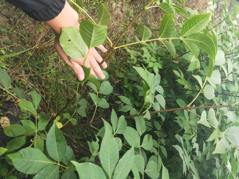 江西中花吴茱萸扦插苗，当年挂果苗，也叫茶辣子