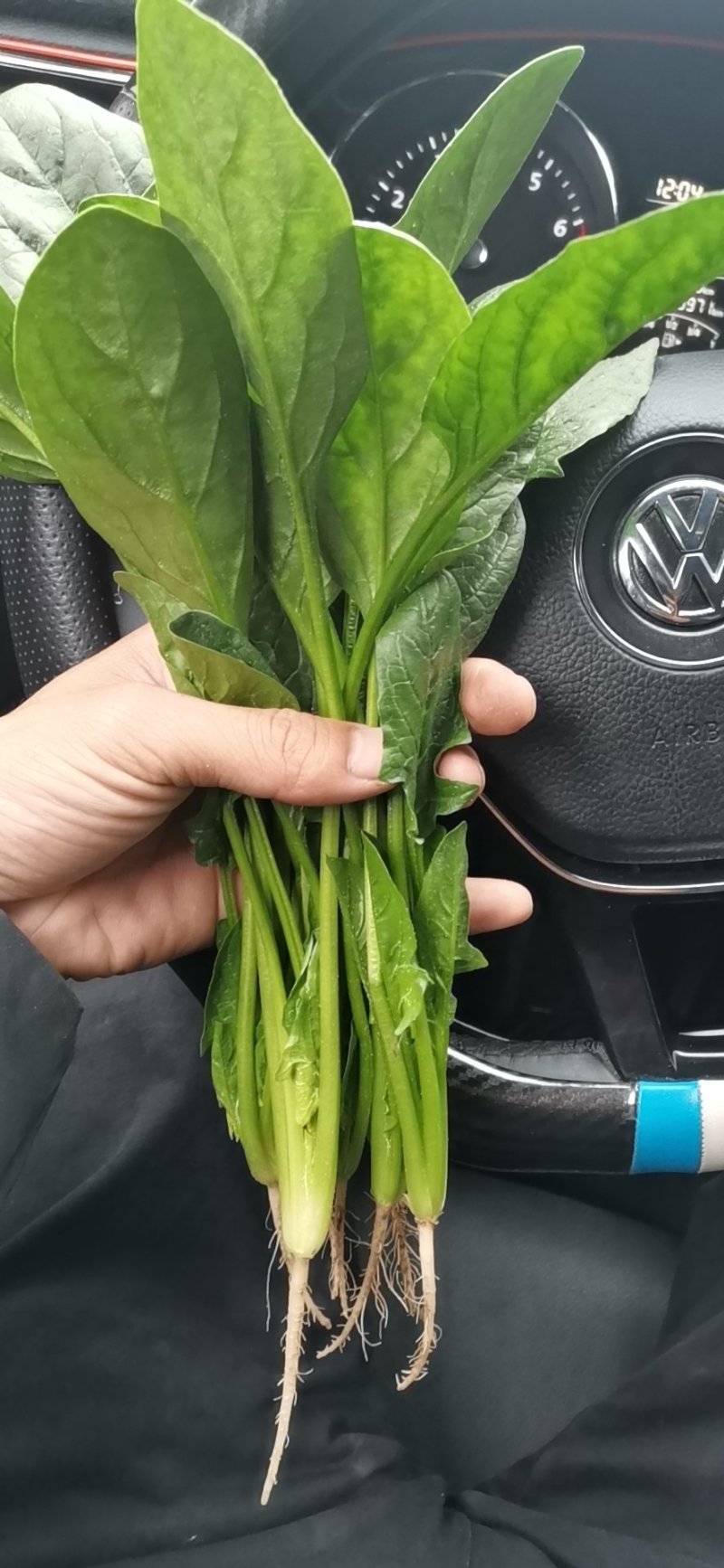 山东菠菜惠民25公分精品菠菜，实力商家