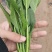 山东菠菜惠民25公分精品菠菜，实力商家