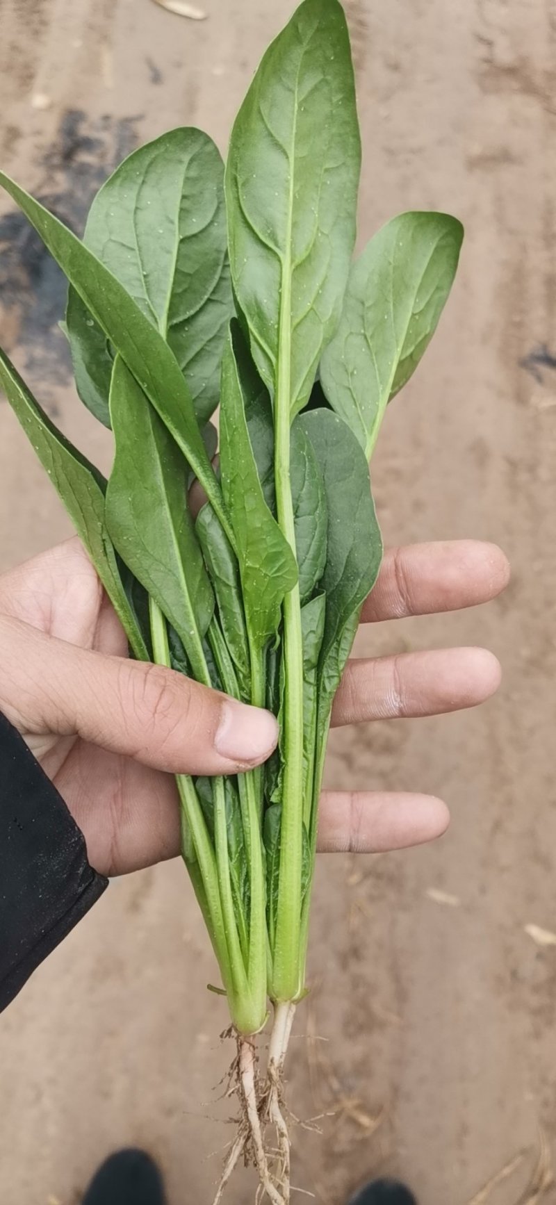 山东菠菜惠民25公分精品菠菜，实力商家