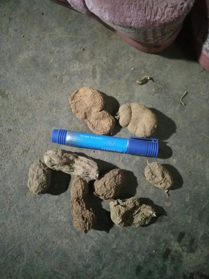 金果榄，地苦胆，青牛胆，壁石榴均为大自然生长，药用价值高