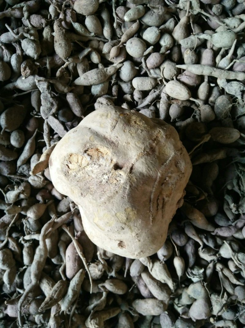 金果榄，地苦胆，青牛胆，壁石榴均为大自然生长，药用价值高