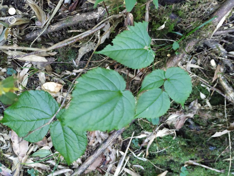 淫羊藿，纯野生。