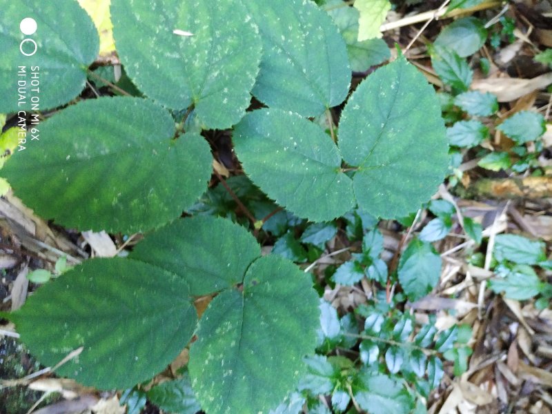 淫羊藿，纯野生。